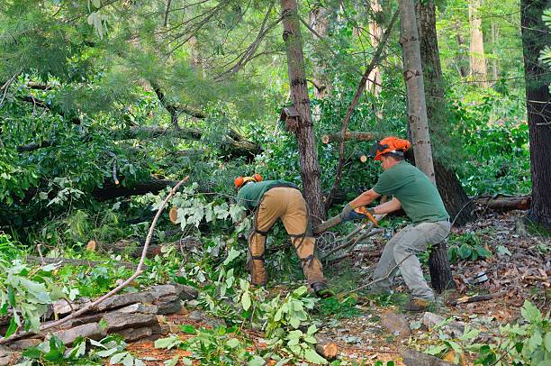 Emergency Storm Tree Removal in Highspire, PA